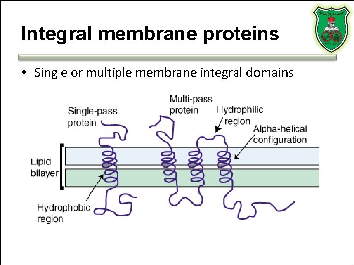 Integral membrane proteins • Single or multiple membrane integral domains 