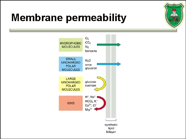 Membrane permeability 