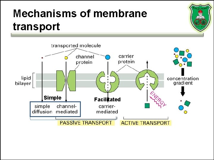 Mechanisms of membrane transport Simple Facilitated 