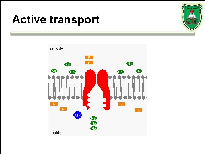 Active transport 