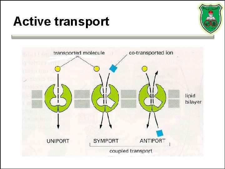 Active transport 