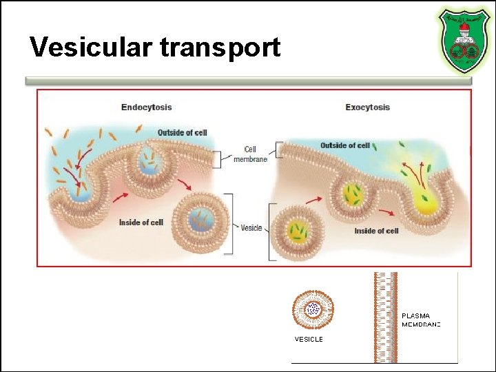 Vesicular transport 