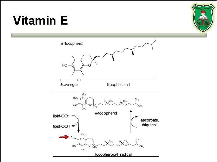 Vitamin E 