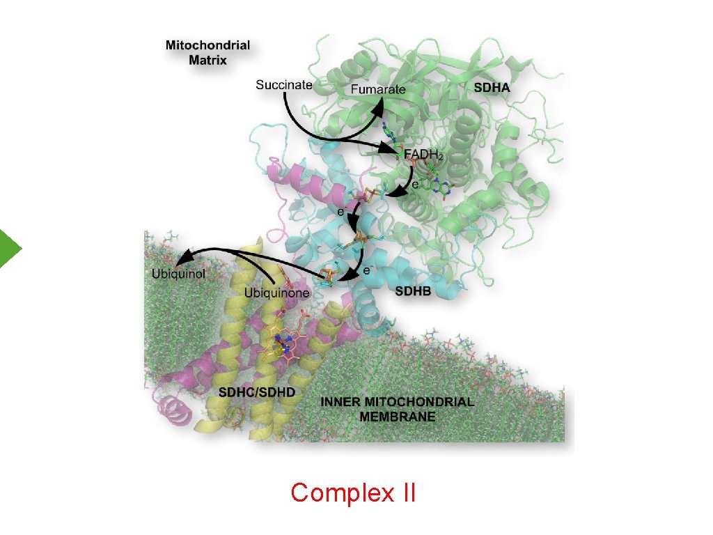 Complex II 