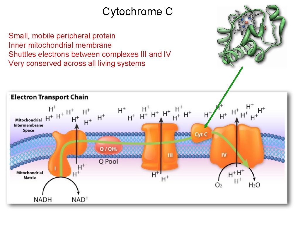 Cytochrome C Small, mobile peripheral protein Inner mitochondrial membrane Shuttles electrons between complexes III