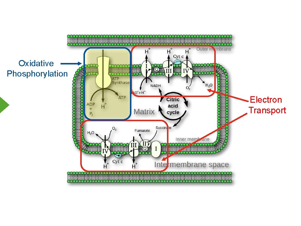 Oxidative Phosphorylation Electron Transport 