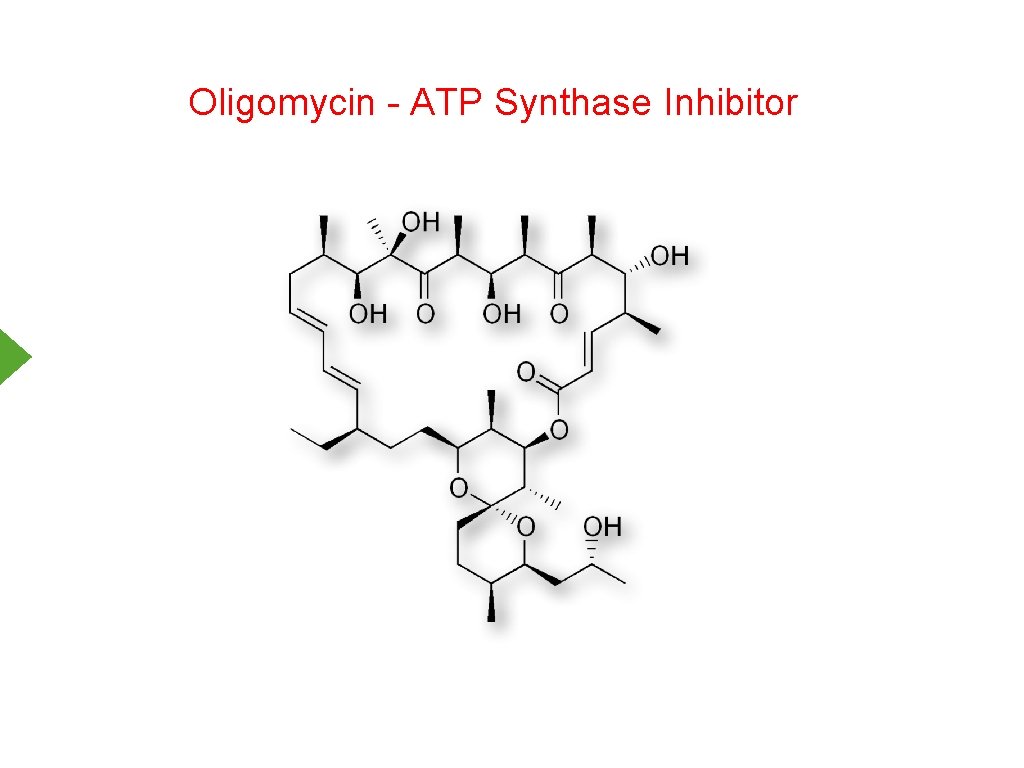Oligomycin - ATP Synthase Inhibitor 