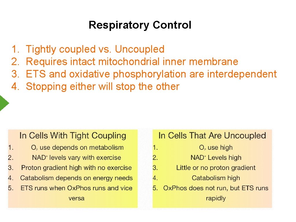Respiratory Control 1. 2. 3. 4. Tightly coupled vs. Uncoupled Requires intact mitochondrial inner
