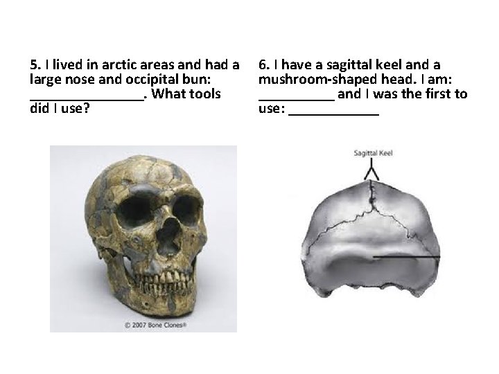 5. I lived in arctic areas and had a large nose and occipital bun: