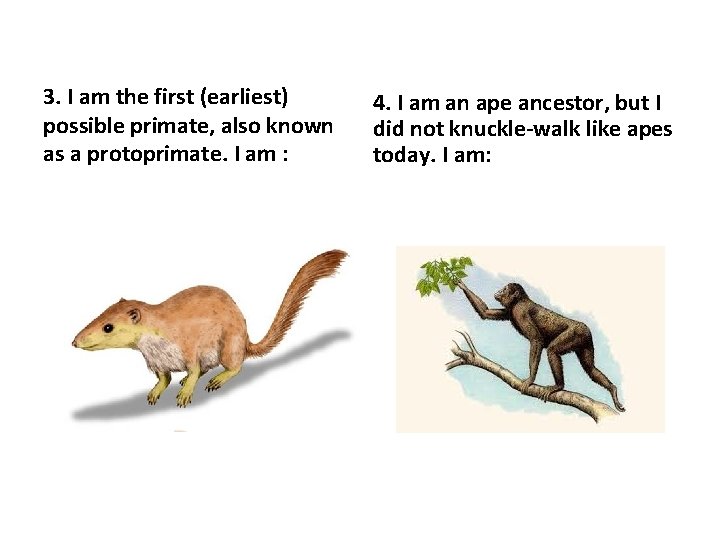 3. I am the first (earliest) possible primate, also known as a protoprimate. I