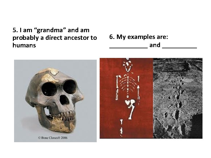 5. I am “grandma” and am probably a direct ancestor to humans 6. My