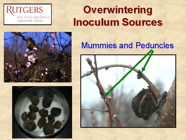 Overwintering Inoculum Sources Mummies and Peduncles 