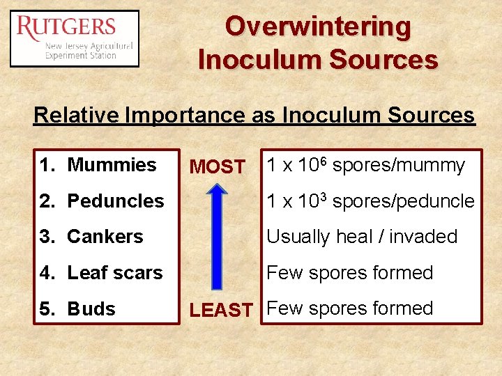 Overwintering Inoculum Sources Relative Importance as Inoculum Sources 1. Mummies MOST 1 x 106