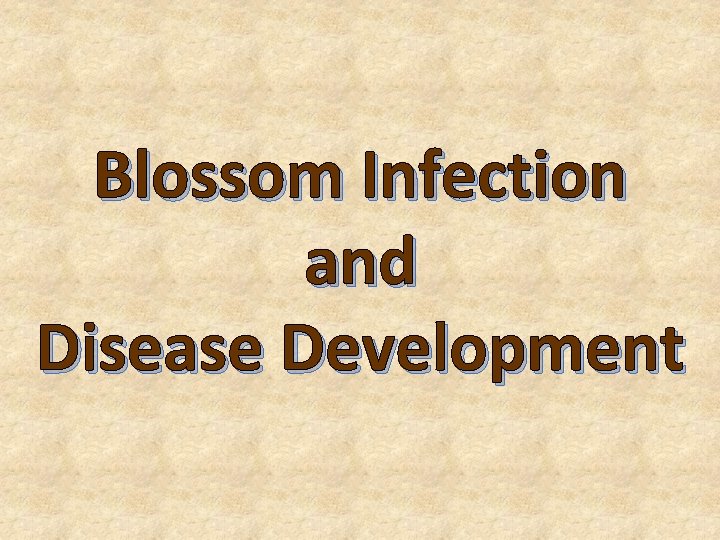 Blossom Infection and Disease Development 