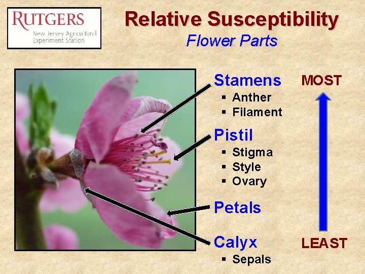 Relative Susceptibility Flower Parts Stamens MOST § Anther § Filament Pistil § Stigma §