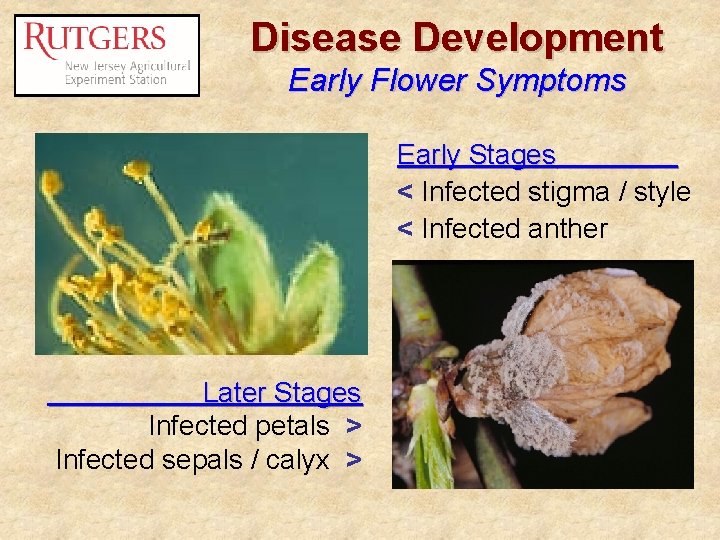 Disease Development Early Flower Symptoms Early Stages < Infected stigma / style < Infected