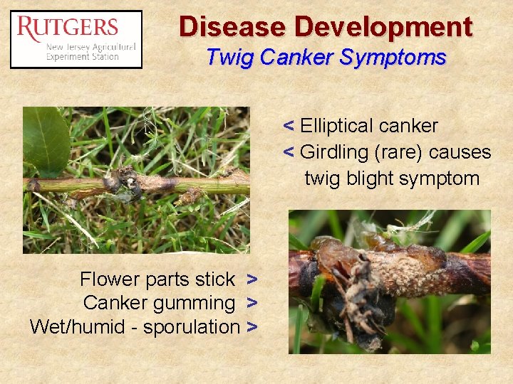 Disease Development Twig Canker Symptoms < Elliptical canker < Girdling (rare) causes twig blight