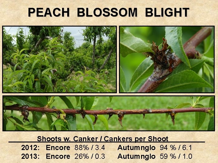 PEACH BLOSSOM BLIGHT Shoots w. Canker / Cankers per Shoot 2012: Encore 88% /