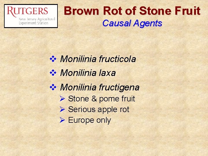 Brown Rot of Stone Fruit Causal Agents v Monilinia fructicola v Monilinia laxa v