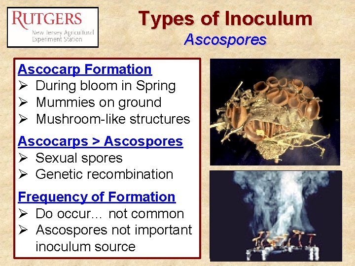 Types of Inoculum Ascospores Ascocarp Formation Ø During bloom in Spring Ø Mummies on