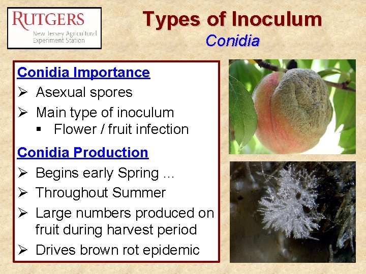 Types of Inoculum Conidia Importance Ø Asexual spores Ø Main type of inoculum §