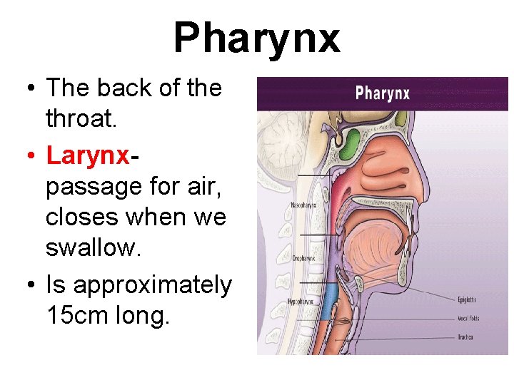 Pharynx • The back of the throat. • Larynxpassage for air, closes when we