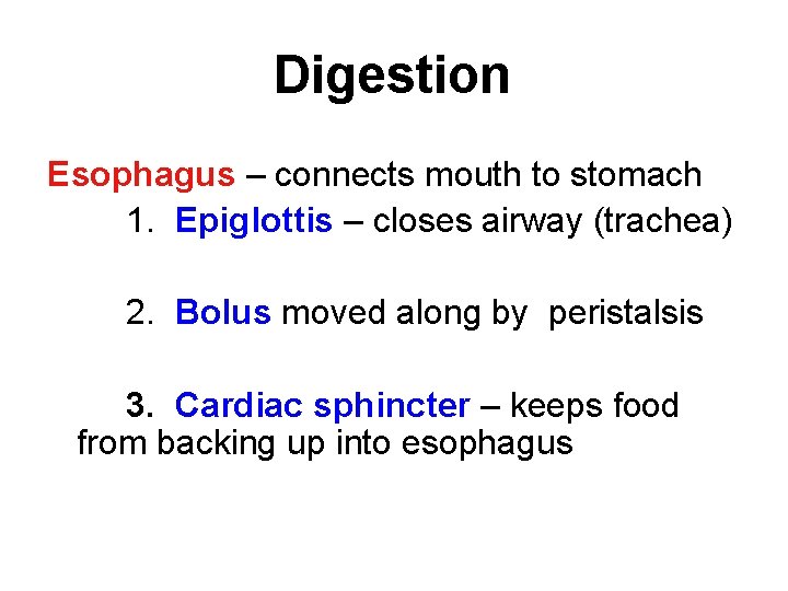 Digestion Esophagus – connects mouth to stomach 1. Epiglottis – closes airway (trachea) 2.