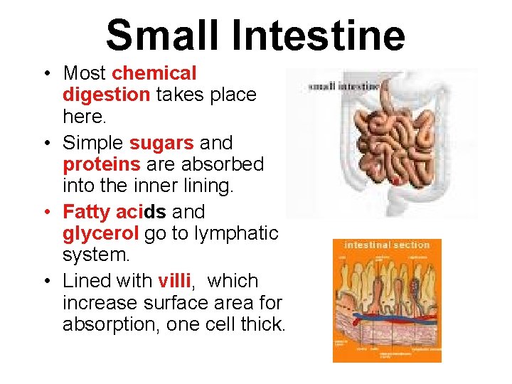 Small Intestine • Most chemical digestion takes place here. • Simple sugars and proteins