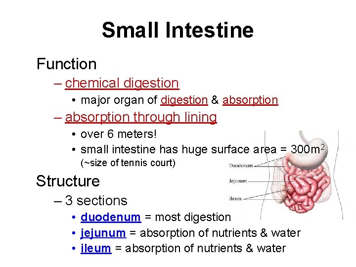 Small Intestine Function – chemical digestion • major organ of digestion & absorption –