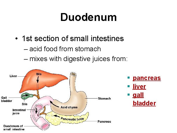 Duodenum • 1 st section of small intestines – acid food from stomach –