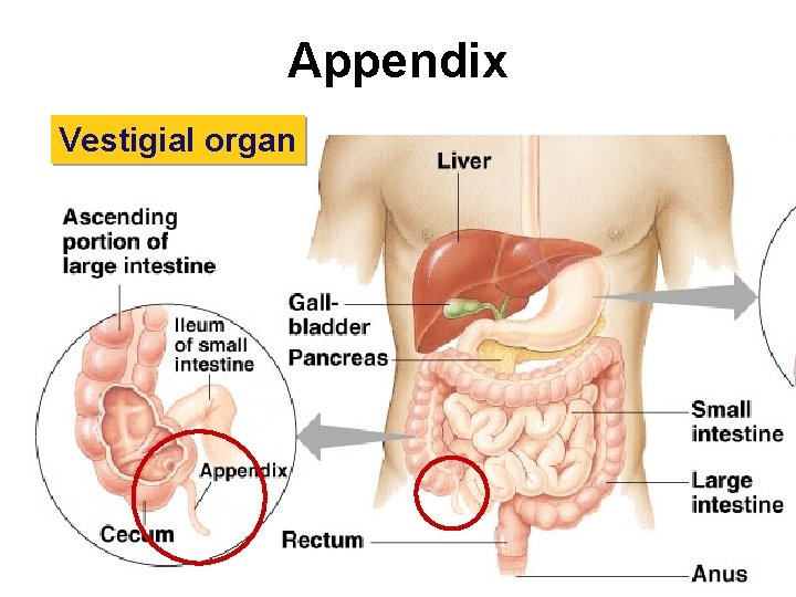 Appendix Vestigial organ 