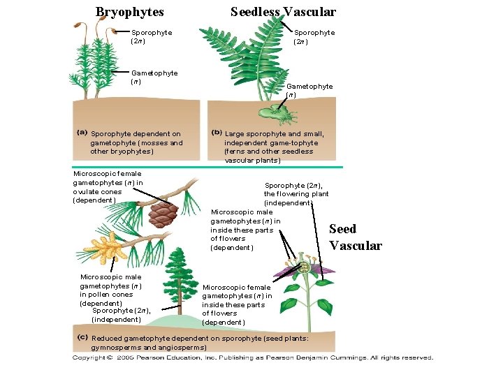 Bryophytes Seedless Vascular Sporophyte (2 n) Gametophyte (n) Sporophyte dependent on gametophyte (mosses and