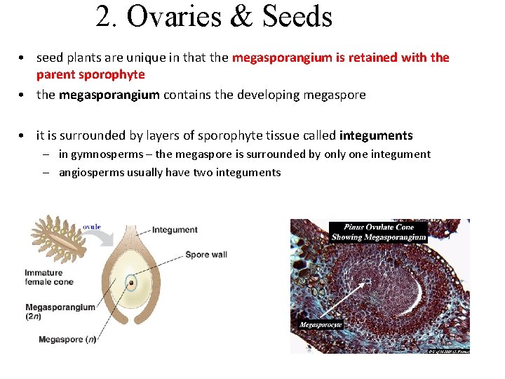2. Ovaries & Seeds • seed plants are unique in that the megasporangium is