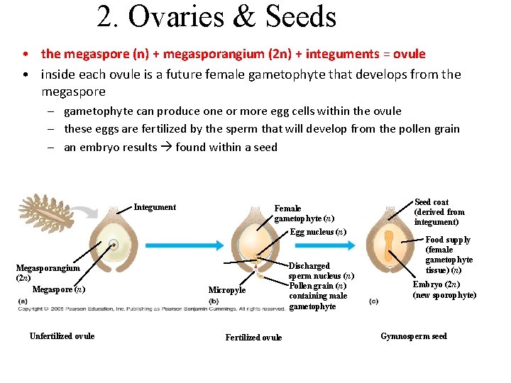 2. Ovaries & Seeds • the megaspore (n) + megasporangium (2 n) + integuments