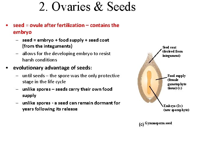 2. Ovaries & Seeds • seed = ovule after fertilization – contains the embryo