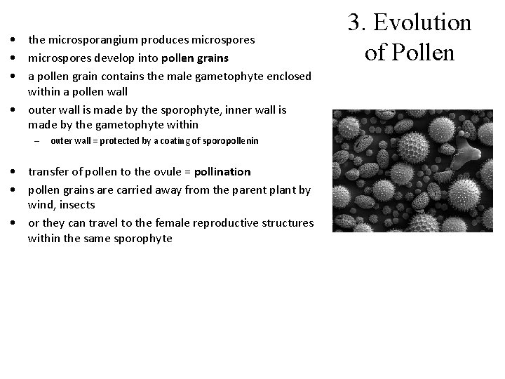  • the microsporangium produces microspores • microspores develop into pollen grains • a