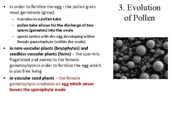  • in order to fertilize the egg - the pollen grain must germinate