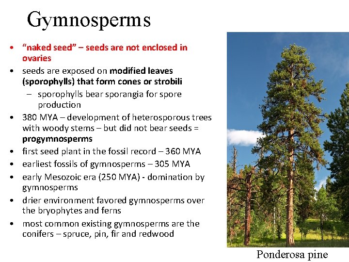Gymnosperms • “naked seed” – seeds are not enclosed in ovaries • seeds are