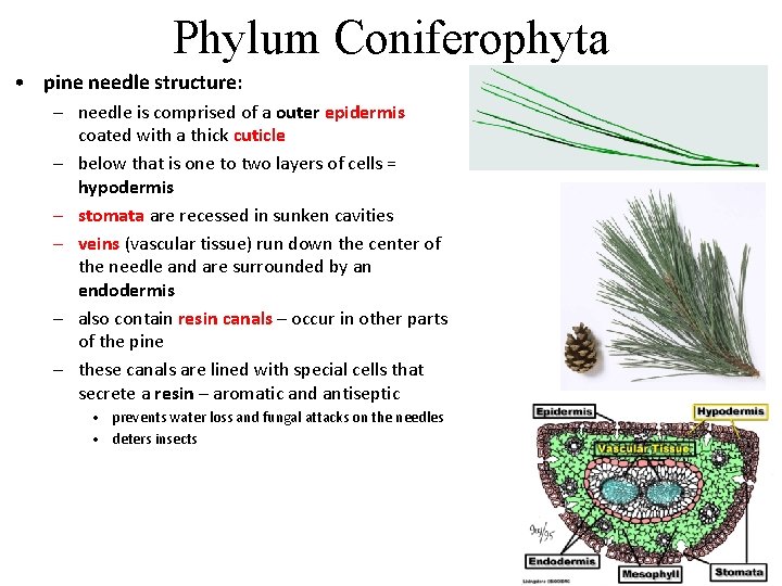 Phylum Coniferophyta • pine needle structure: – needle is comprised of a outer epidermis