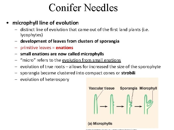 Conifer Needles • microphyll line of evolution – distinct line of evolution that came