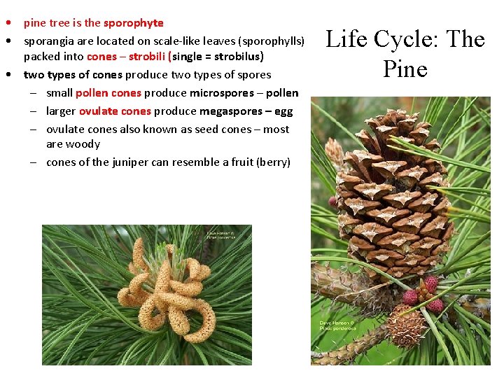  • pine tree is the sporophyte • sporangia are located on scale-like leaves