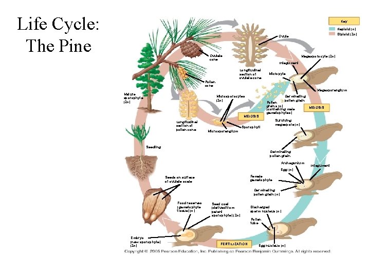 Life Cycle: The Pine Key Haploid (n) Diploid (2 n) Ovule Ovulate cone Megasporocyte