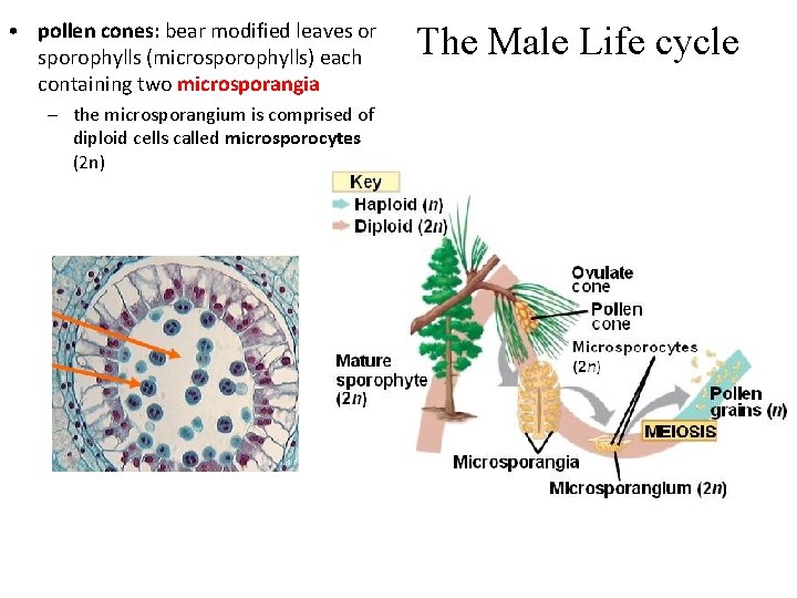  • pollen cones: bear modified leaves or sporophylls (microsporophylls) each containing two microsporangia
