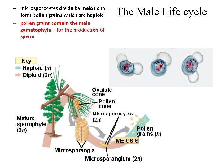 – microsporocytes divide by meiosis to form pollen grains which are haploid – pollen