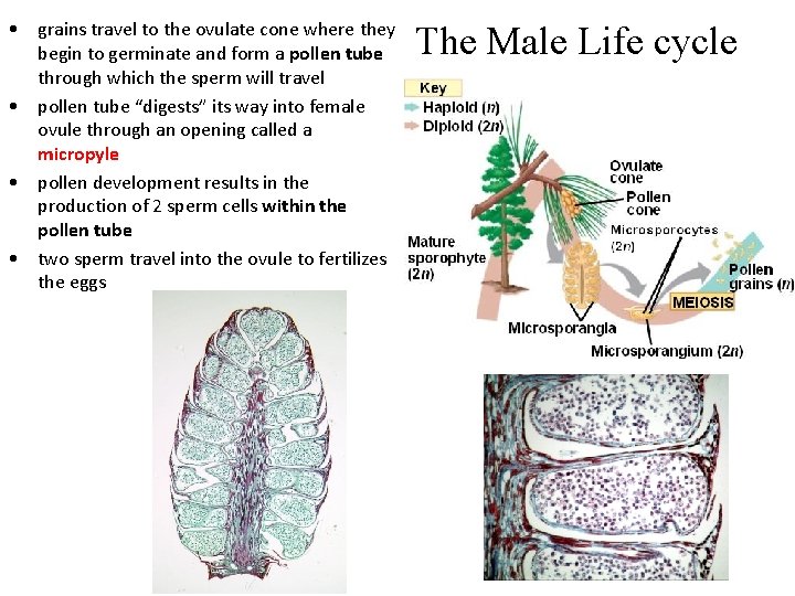  • grains travel to the ovulate cone where they begin to germinate and