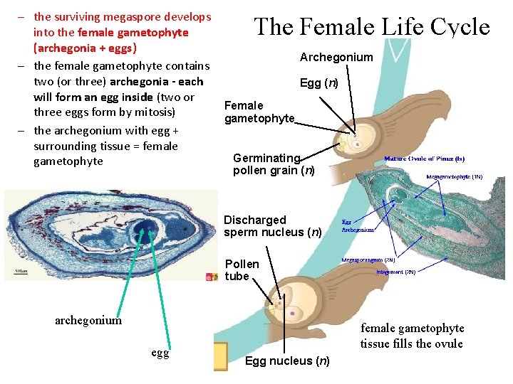 – the surviving megaspore develops into the female gametophyte (archegonia + eggs) – the