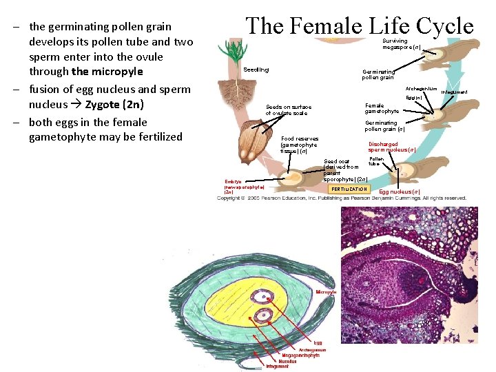 – the germinating pollen grain develops its pollen tube and two sperm enter into