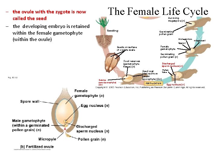 – the ovule with the zygote is now called the seed – the developing