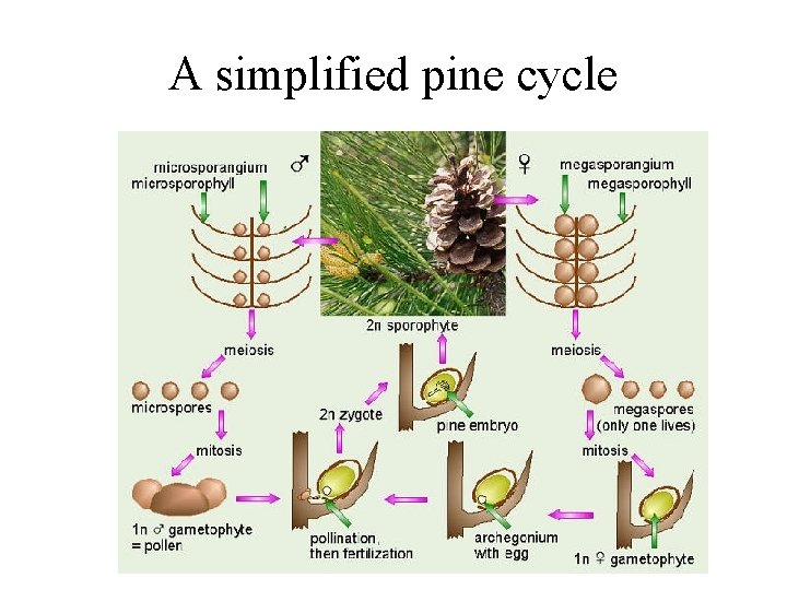 A simplified pine cycle 