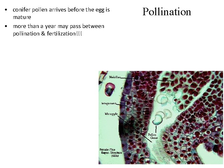  • conifer pollen arrives before the egg is mature • more than a